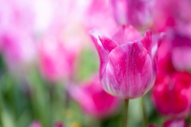 Güzel bir buket lale. Renkli laleler. doğa arkaplanı