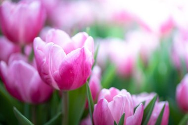 Güzel bir buket lale. Renkli laleler. doğa arkaplanı