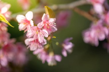 Sakura çiçekleri Chiang Mai, Tayland 'da çiçek açıyor.