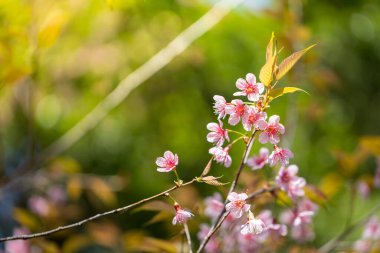 Sakura çiçekleri Chiang Mai, Tayland 'da çiçek açıyor.