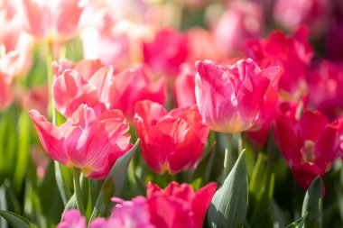 Güzel bir buket lale. Renkli laleler. doğa arkaplanı