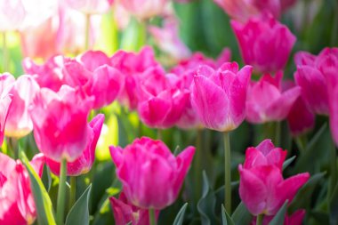 Güzel bir buket lale. Renkli laleler. doğa arkaplanı