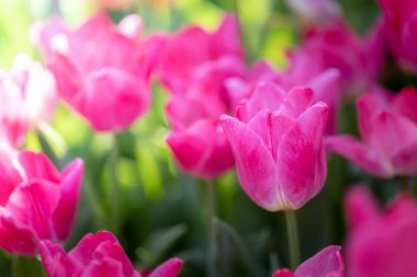 Güzel bir buket lale. Renkli laleler. doğa arkaplanı