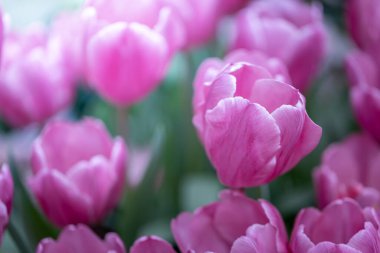 Güzel bir buket lale. Renkli laleler. doğa arkaplanı