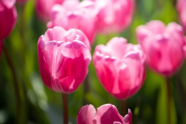 Güzel bir buket lale. Renkli laleler. doğa arkaplanı