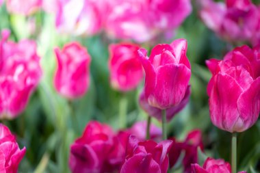 Güzel bir buket lale. Renkli laleler. doğa arkaplanı