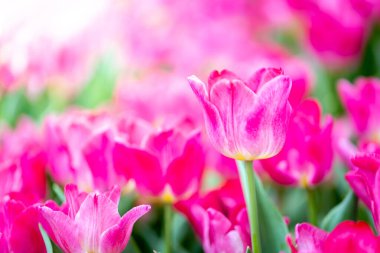 Güzel bir buket lale. Renkli laleler. doğa arkaplanı