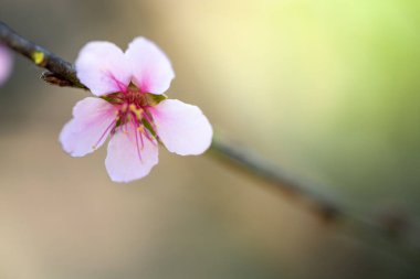 Sakura çiçekleri Chiang Mai, Tayland 'da çiçek açıyor.