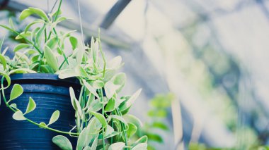 Soyut bulanık çiçek arka plan