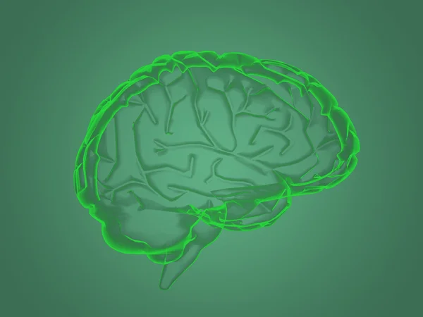 Anatomia cerebrale a raggi X — Foto Stock