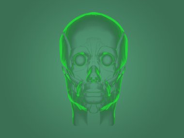 X-ray head anatomy