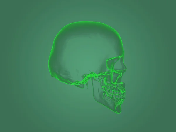 X-ray head anatomy — Stock fotografie