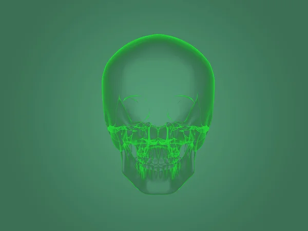 X-ray head anatomy — Φωτογραφία Αρχείου