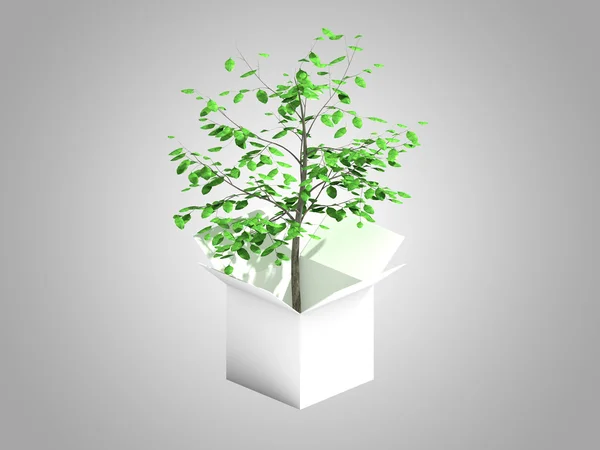 A tree growing from a white cardboard box — Φωτογραφία Αρχείου