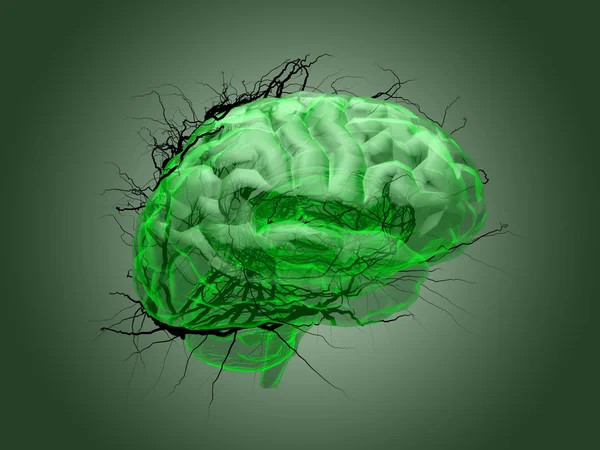 Concepto de raíz cerebral de una raíz que crece en forma de sostén humano — Foto de Stock