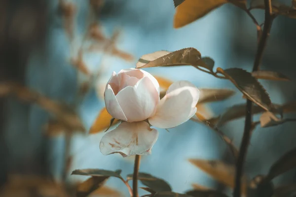 Rozen in de tuin gefilterd — Stockfoto