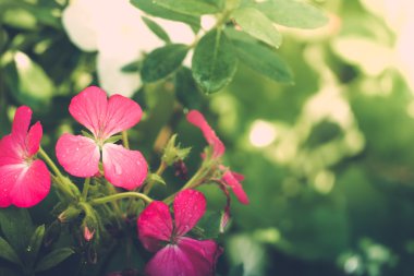 Şakayık yaprakları çiğ damlaları ile