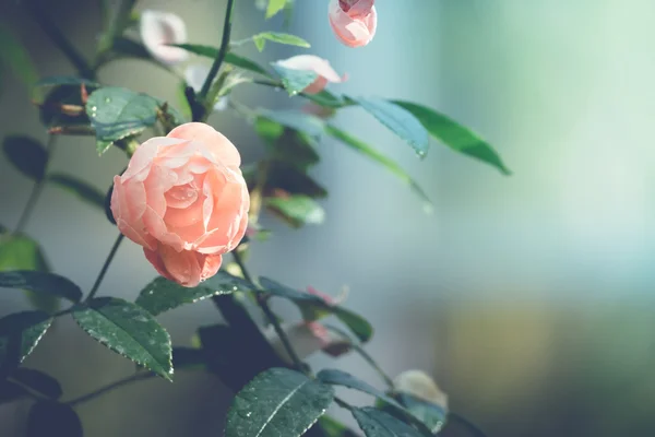 Rózsák a kertben szűrt — Stock Fotó