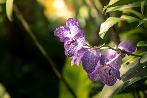 Ormandaki güzel çiçek açan orkide