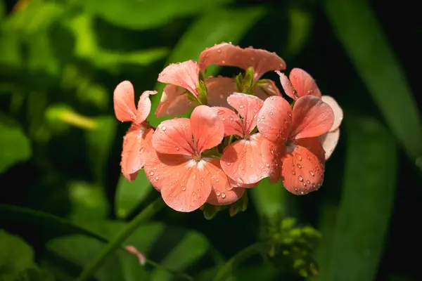 이 슬 방울과 작 약 꽃잎 — 스톡 사진