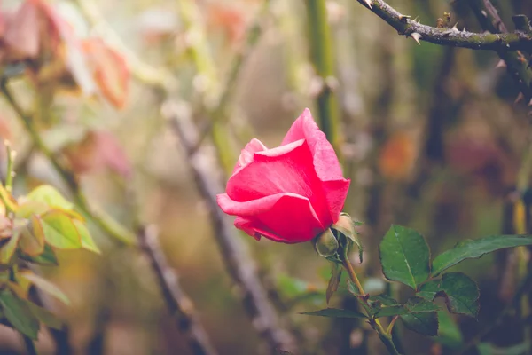 Roses in the garden filtered — Stock Photo, Image