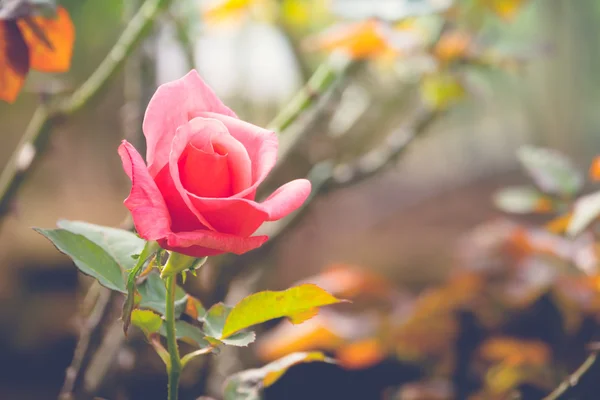 Roses in the garden filtered — Stock Photo, Image