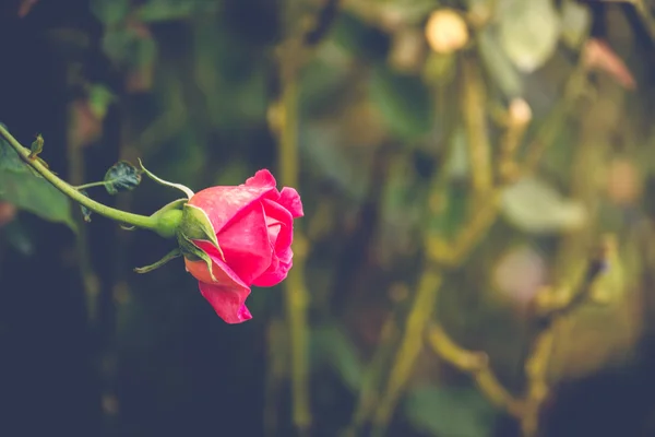 Růže v zahradě filtrovány — Stock fotografie