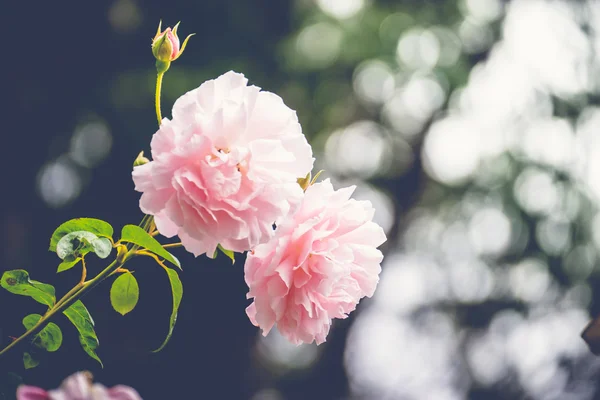 Roses in the garden filtered — Stock Photo, Image