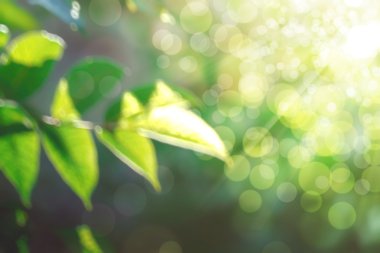 soyut doğal görüntü arka plan, ufuk yaprakları, bokeh