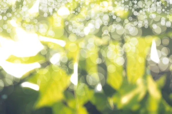 Abstract natural blur background, defocused leaves, bokeh — Stock Photo, Image