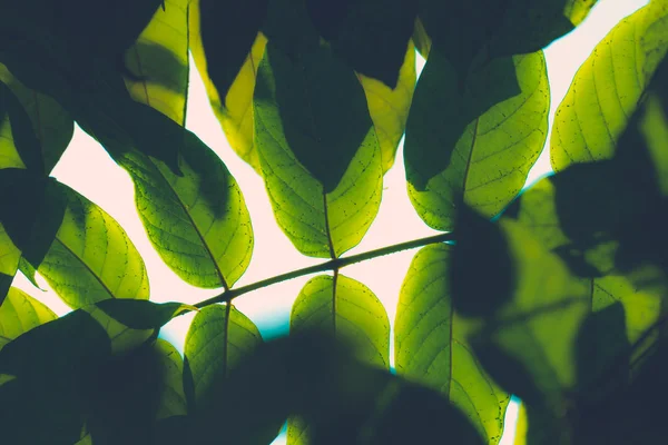 Rama del árbol sobre fondo de hojas verdes borrosas —  Fotos de Stock