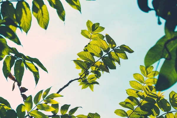 Rama del árbol sobre fondo de hojas verdes borrosas —  Fotos de Stock