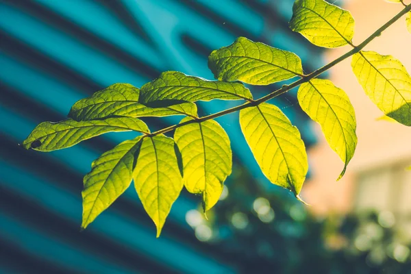 Rama del árbol sobre fondo de hojas verdes borrosas —  Fotos de Stock