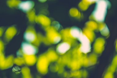 soyut doğal görüntü arka plan, ufuk yaprakları, bokeh