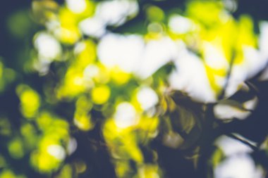 soyut doğal görüntü arka plan, ufuk yaprakları, bokeh