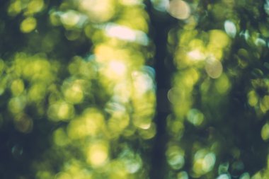 soyut doğal görüntü arka plan, ufuk yaprakları, bokeh