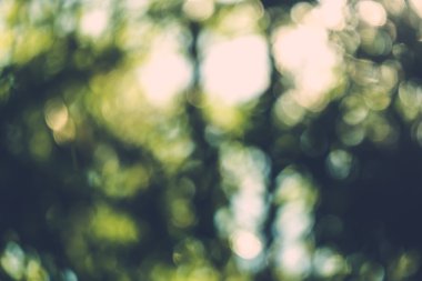 soyut doğal görüntü arka plan, ufuk yaprakları, bokeh