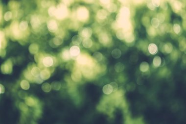 soyut doğal görüntü arka plan, ufuk yaprakları, bokeh