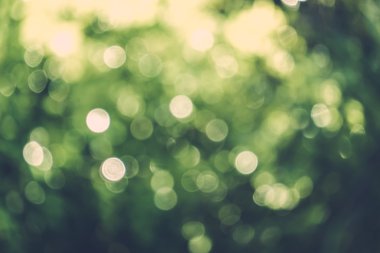 soyut doğal görüntü arka plan, ufuk yaprakları, bokeh