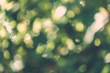 soyut doğal görüntü arka plan, ufuk yaprakları, bokeh