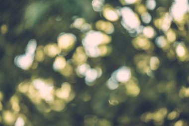 soyut doğal görüntü arka plan, ufuk yaprakları, bokeh