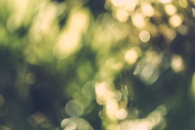 soyut doğal görüntü arka plan, ufuk yaprakları, bokeh