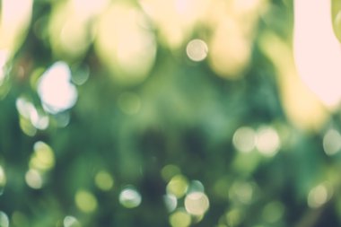 soyut doğal görüntü arka plan, ufuk yaprakları, bokeh