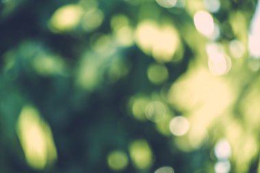 soyut doğal görüntü arka plan, ufuk yaprakları, bokeh