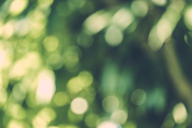 soyut doğal görüntü arka plan, ufuk yaprakları, bokeh