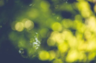 soyut doğal görüntü arka plan, ufuk yaprakları, bokeh