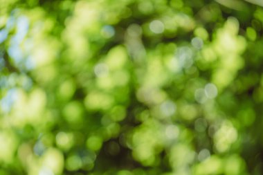 soyut doğal görüntü arka plan, ufuk yaprakları, bokeh