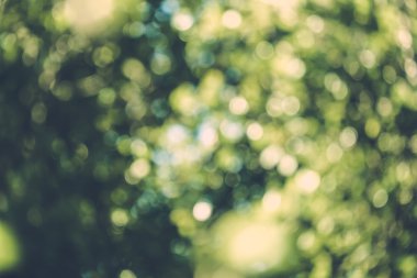 soyut doğal görüntü arka plan, ufuk yaprakları, bokeh