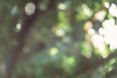soyut doğal görüntü arka plan, ufuk yaprakları, bokeh