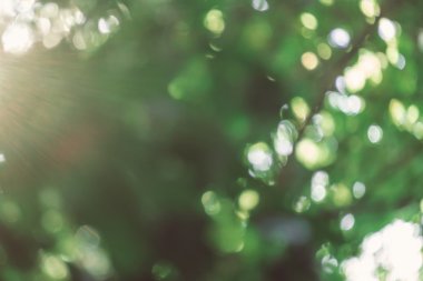soyut doğal görüntü arka plan, ufuk yaprakları, bokeh